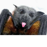 Bats Are So Cool