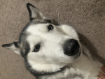 !!Cute Husky Army!!