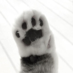 tini paws
