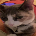 PPCAT fan club