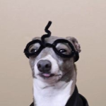 kermite the dog fans >:3