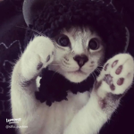 ,claws