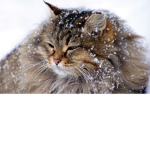 The Cat #########