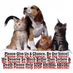 STOP ANIMAL ABUSE!!