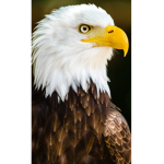Eagle attack