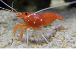 ShRiMp SqAd