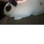 bunny group hiii