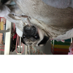 Kk the pug