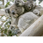 Aesthetic Koala Hangout