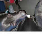 Dog5