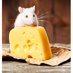 CheesyPlace