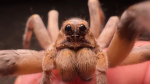 Spider group join if you hate or like spiders