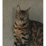 Cats (Crim group)