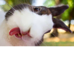 Very Funny Bunnies