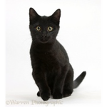 Cat World (MEOW!)