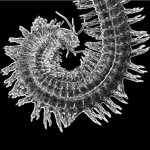 Ragworm Studio