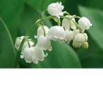 Magical Lilies