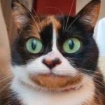 Funny BundIes Group Thumbnail