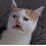 해피 친구