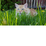 Is cats the best well I love them