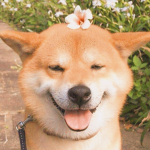 <<<hi>>>