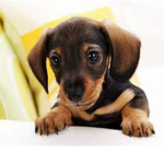 DOGS ARE CUTE GANG! :D