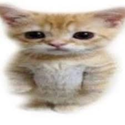 el gato killer