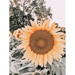 🌻🌻🌻