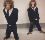 Coco Monkey Studios