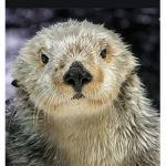 Sea Otter Group!