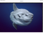 FireSUNFISH