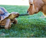 Dogs are best and turtles :D