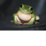 the froggys!