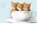 Cats United =3