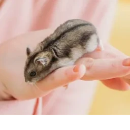 be a hamster (chatting with ur owner is dumb rn) icon