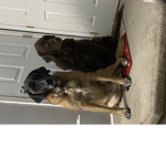 The_dog’s