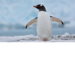 Penguin Tycoon Fan Club