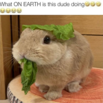 lettuce bunny