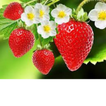 <3 Lovely strawberrrys <3