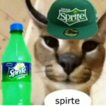 Bread cat screenshot