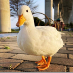 duck Grp :D