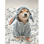Puppy’s class