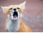 Foxes forever :3