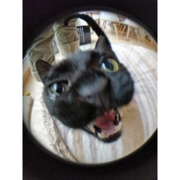 whar icon