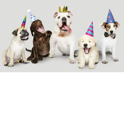 Puppy Birthday Party Rp