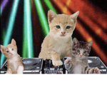 Disco kitties