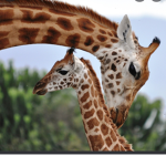 GIRAFFE FOR Lift