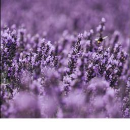 ~Lavender Homestore~