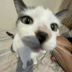 ybah