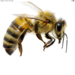 Awesome Bee Group